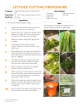 Naf Naf Lettuce Cutting Procedure